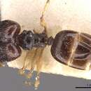 Image of Pheidole athertonensis Forel 1915