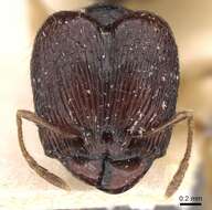 Image of Pheidole athertonensis Forel 1915