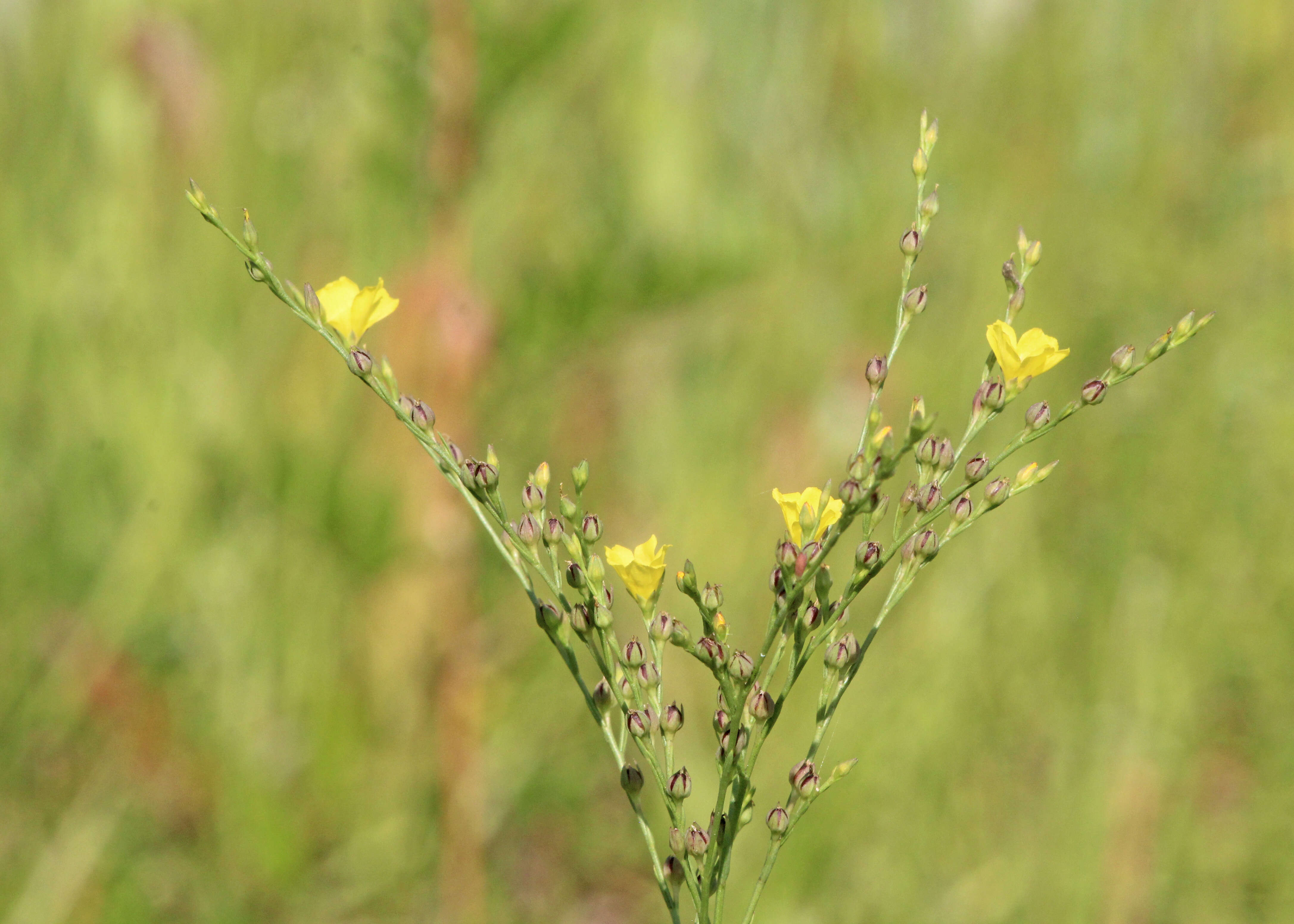 Image of Florida Yellow Flax