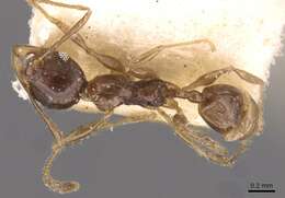 Image of Pheidole athertonensis Forel 1915