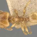 Image of Pheidole conficta Forel 1902