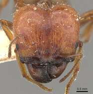 Image of Pheidole hartmeyeri Forel 1907