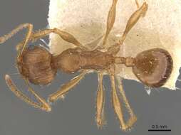 Image of Pheidole hartmeyeri Forel 1907