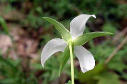 Imagem de Trillium flexipes Raf.