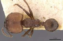 Image of Pheidole biconstricta Mayr 1870