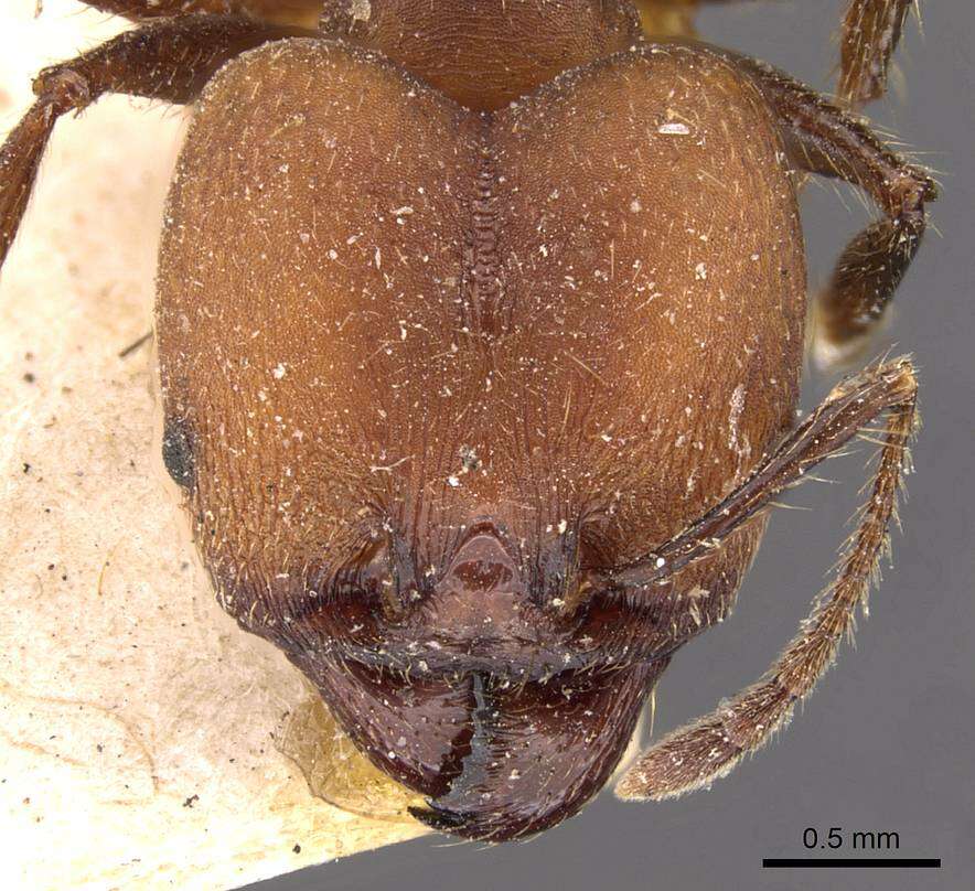 Image of Pheidole biconstricta Mayr 1870