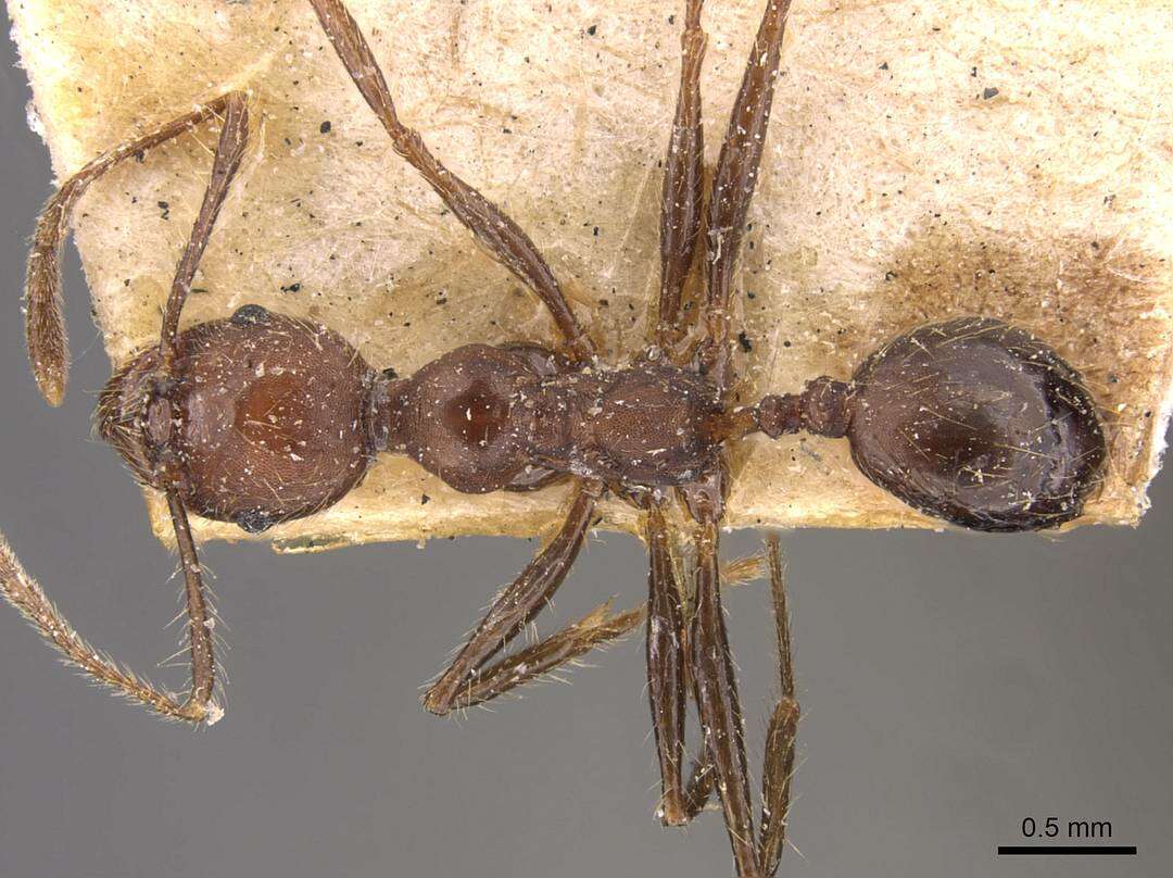 Image of Pheidole biconstricta Mayr 1870