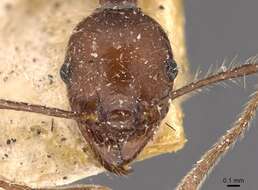 Image of Pheidole biconstricta Mayr 1870