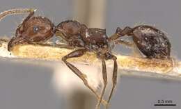 Image of Pheidole biconstricta Mayr 1870