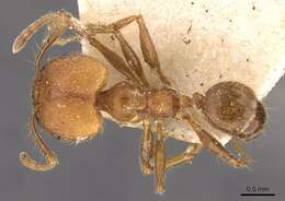 Image of Pheidole biconstricta Mayr 1870