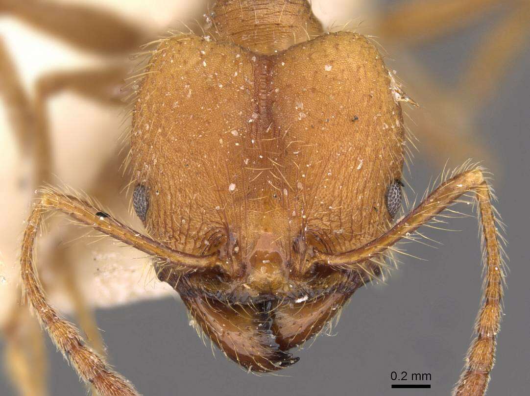 Image of Pheidole biconstricta Mayr 1870