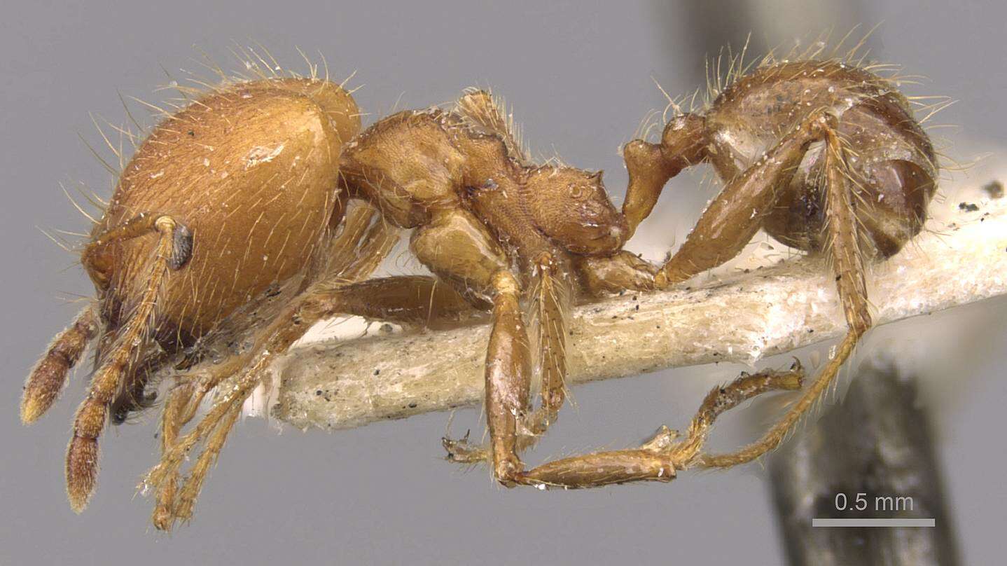 Image of Pheidole biconstricta Mayr 1870