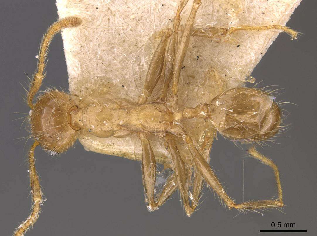 Image of Pheidole biconstricta Mayr 1870