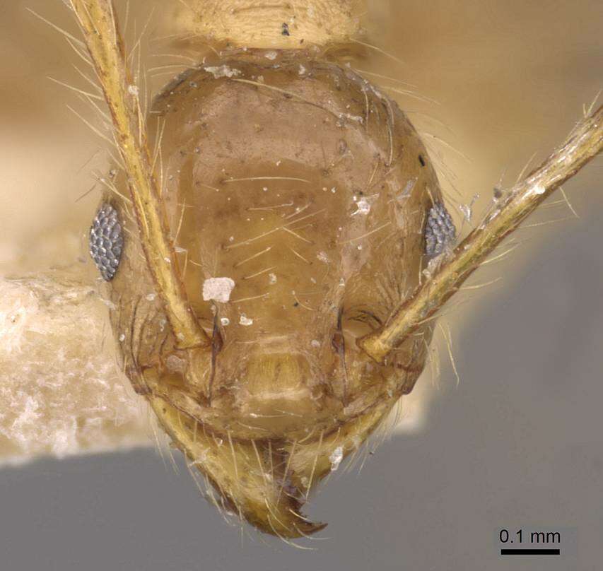 Image of Pheidole biconstricta Mayr 1870