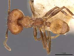 Image of Pheidole biconstricta Mayr 1870