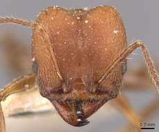 Image of Pheidole biconstricta Mayr 1870