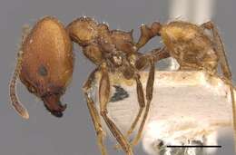 Image of Pheidole biconstricta Mayr 1870