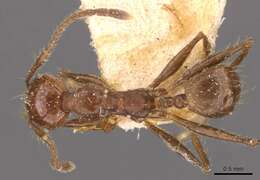 Image of Pheidole biconstricta Mayr 1870