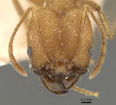 Image of Pheidole fiorii Emery 1890