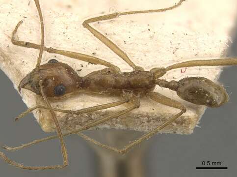 Pheidole vistana Forel 1914的圖片