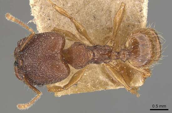 Pheidole brevicona Mayr 1887的圖片