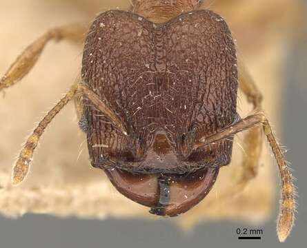 Pheidole brevicona Mayr 1887的圖片