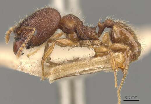 Pheidole brevicona Mayr 1887的圖片