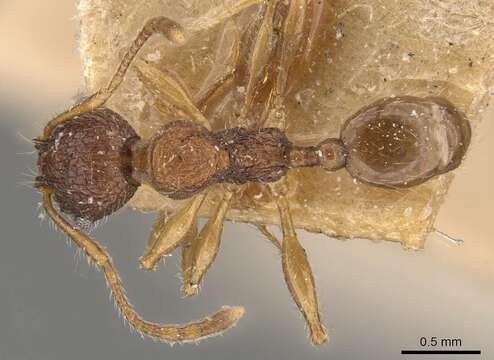 Pheidole brevicona Mayr 1887的圖片