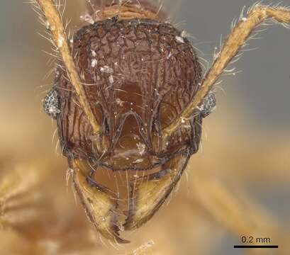 Pheidole brevicona Mayr 1887的圖片