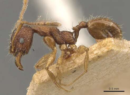 Pheidole brevicona Mayr 1887的圖片