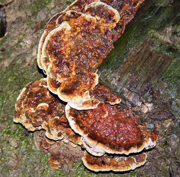 Imagem de Ganoderma resinaceum Boud. 1889