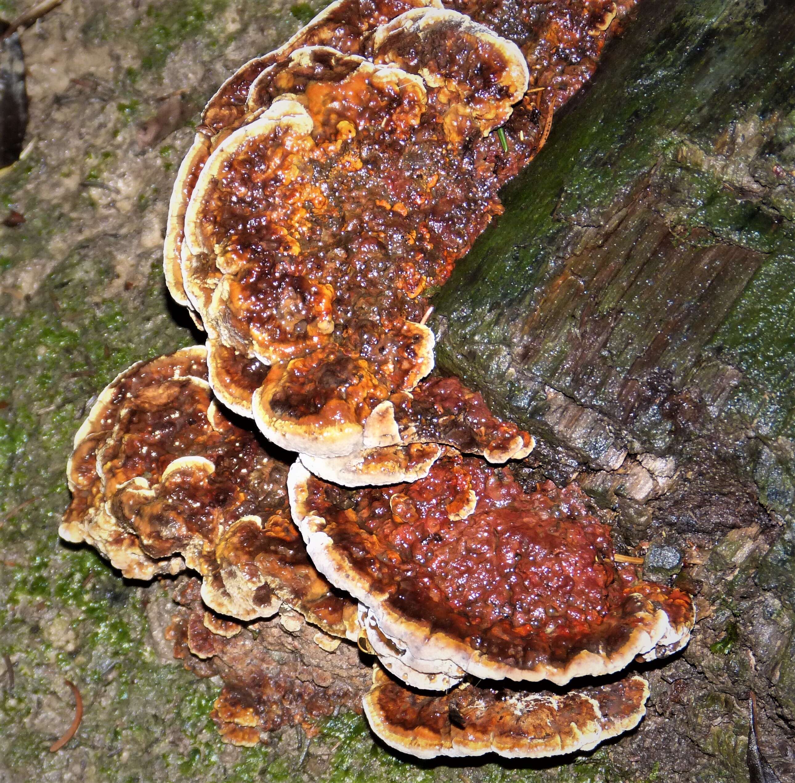 Image of Ganoderma resinaceum Boud. 1889