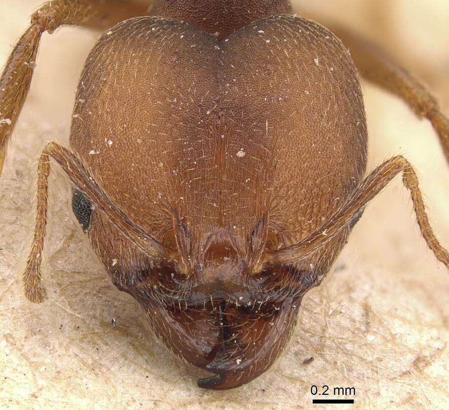 Image of Pheidole pugnax