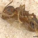 Image of Pheidole pugnax