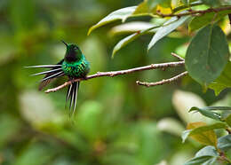 Image of Green Thorntail