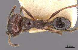 صورة Pheidole susannae Forel 1886