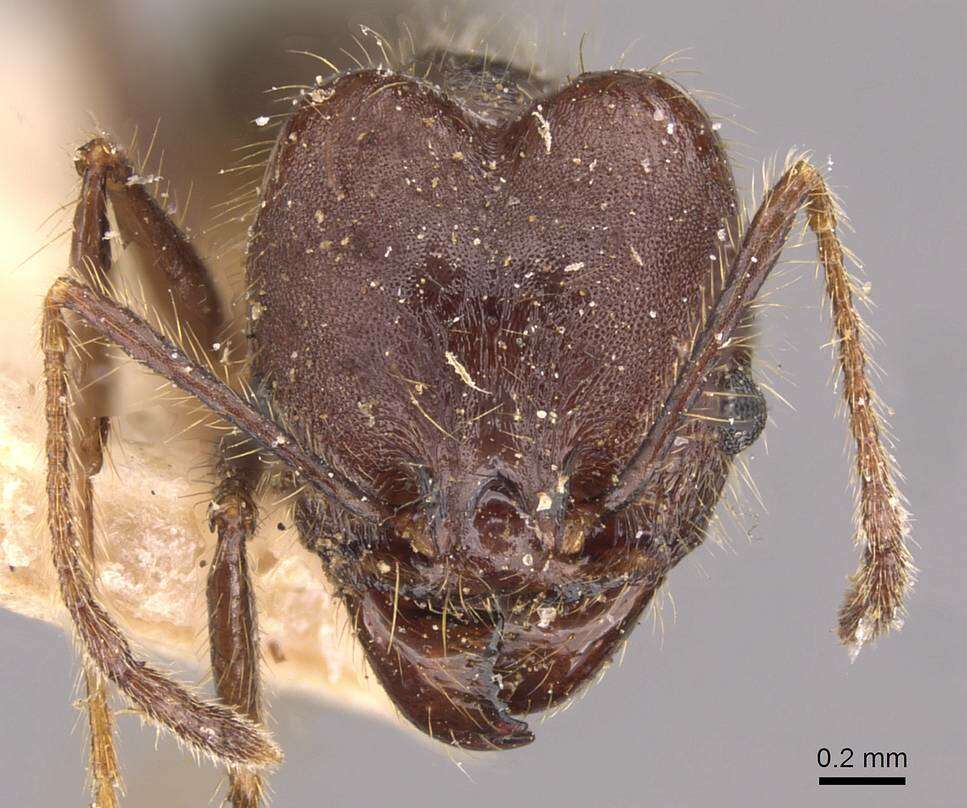 صورة Pheidole susannae Forel 1886