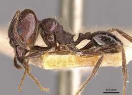 صورة Pheidole susannae Forel 1886