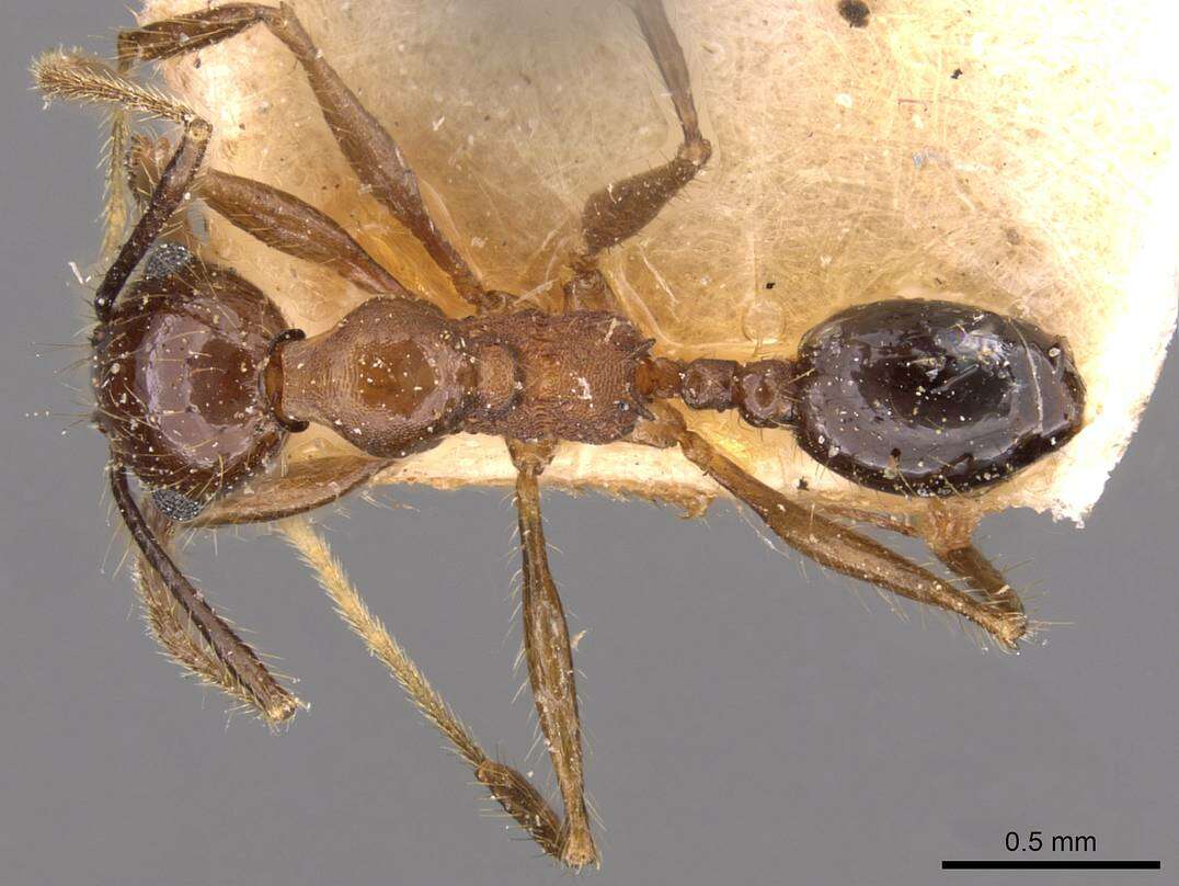 صورة Pheidole susannae Forel 1886