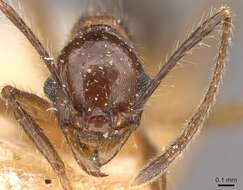 صورة Pheidole susannae Forel 1886