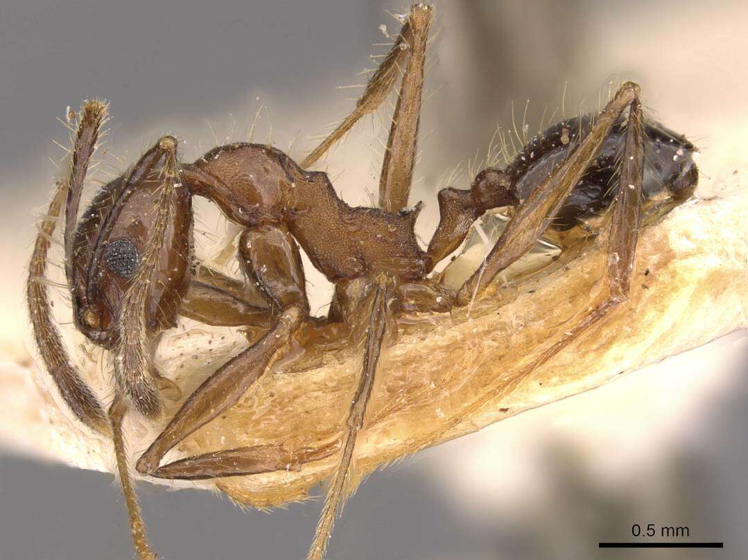 صورة Pheidole susannae Forel 1886