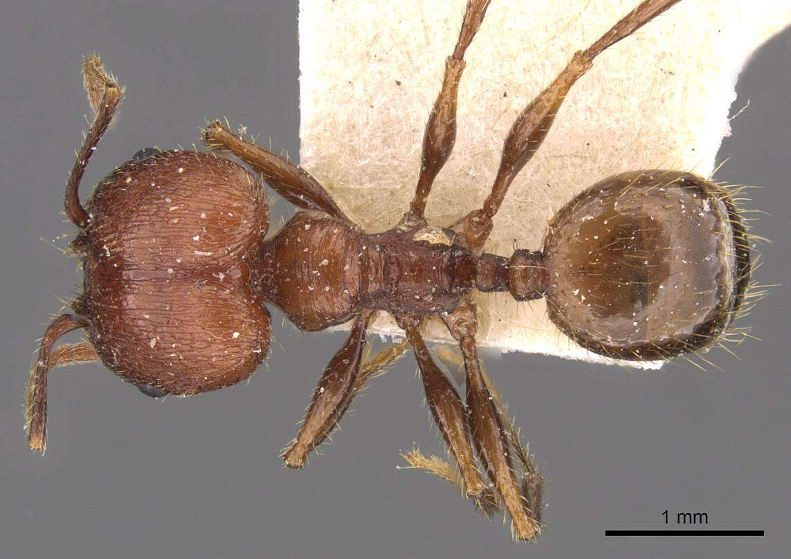 Image of Pheidole fallax Mayr 1870