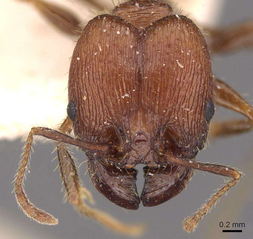 Image of Pheidole fallax Mayr 1870