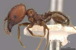 Image of Pheidole fallax Mayr 1870