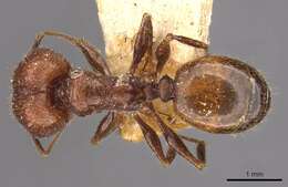 Image of Pheidole fallax Mayr 1870