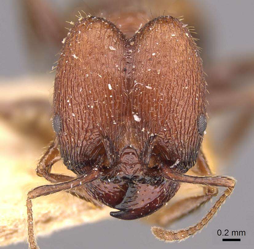 Image of Pheidole fallax Mayr 1870