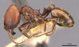 Image of Pheidole fallax Mayr 1870