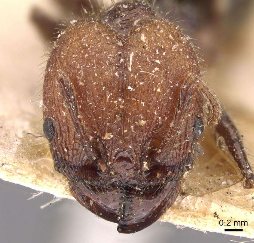 Image of Pheidole fallax Mayr 1870