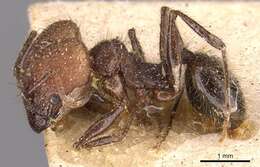 Image of Pheidole fallax Mayr 1870