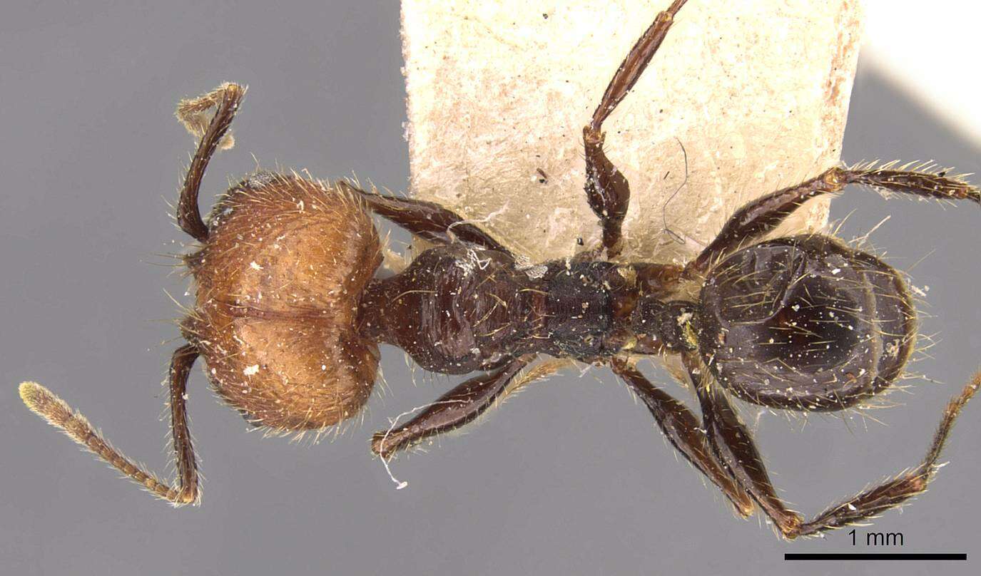 Image of Pheidole fallax Mayr 1870